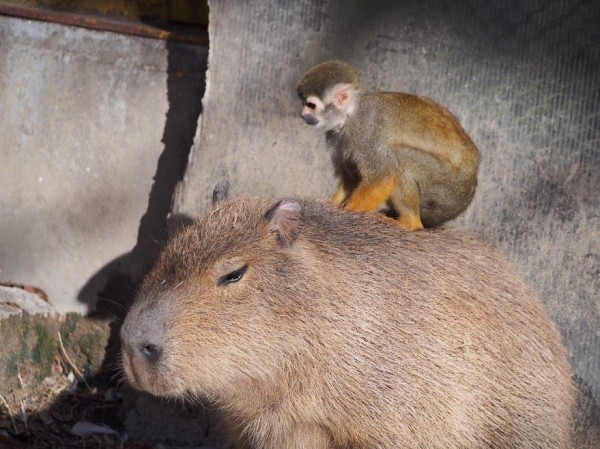 東武動物公園 初訪園 レッサーパンダに会いに行く