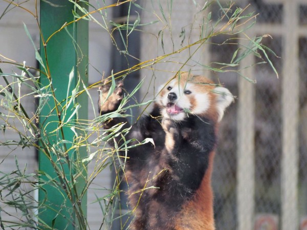 19年桜の季節の羽村 ２ 外のソラ 桜と動物たち レッサーパンダに会いに行く