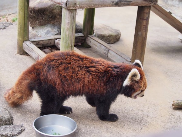 市川 お宝写真満載 大人のための動物講座 レッサーパンダに会いに行く