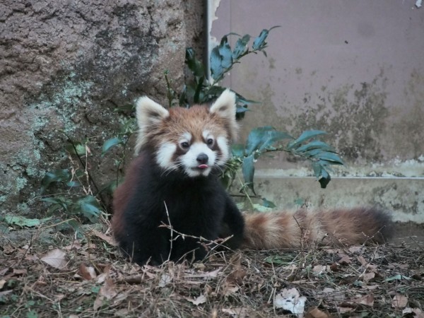多摩 ずん アズキの関係 レッサーパンダに会いに行く