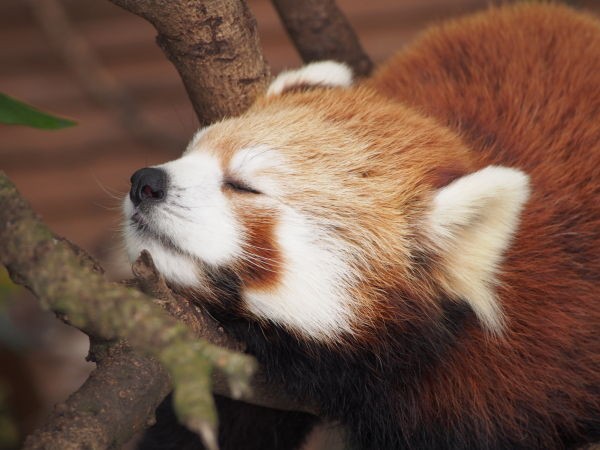 100頭超のレッサーパンダに会いました 東京編 レッサーパンダに会いに行く