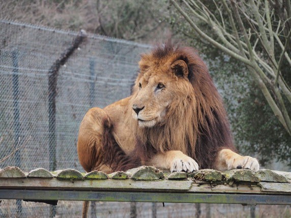 姫路動物園から姫路セントラルパークへ レッサーパンダに会いに行く