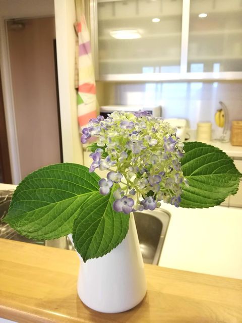 Ikeaの水差しソッケルエールトを花瓶代わりに アジサイを入れてみました 転勤家庭のこんな暮らし