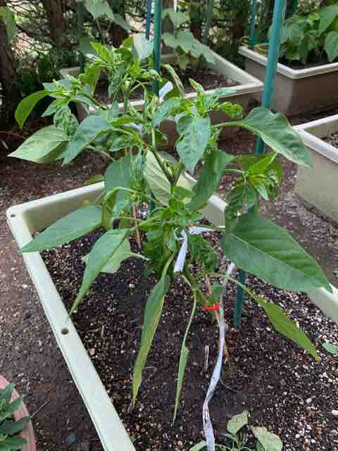 ピーマンと唐辛子がモザイク病らしい プランター栽培 気ままにblog