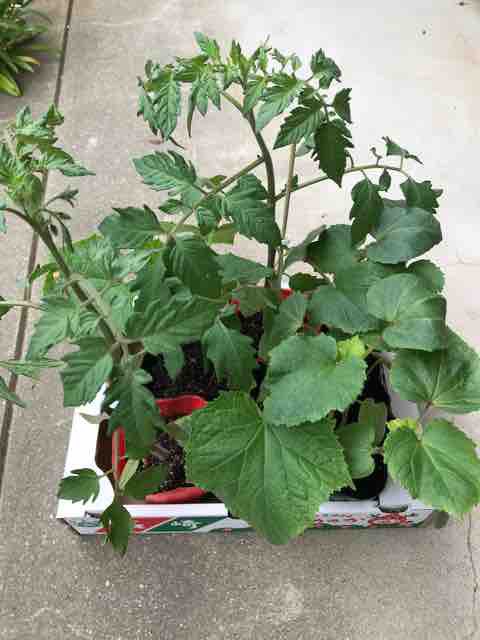 トマト きゅうり オクラの苗を植える プランター栽培 気ままにblog