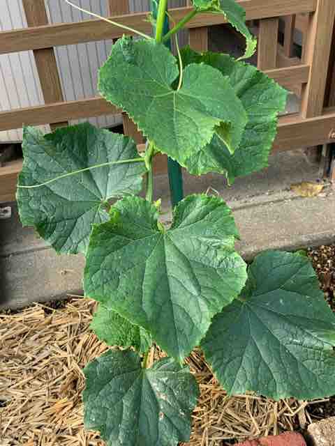 夏すずみきゅうり開花 実がつきました 家庭菜園 気ままにblog