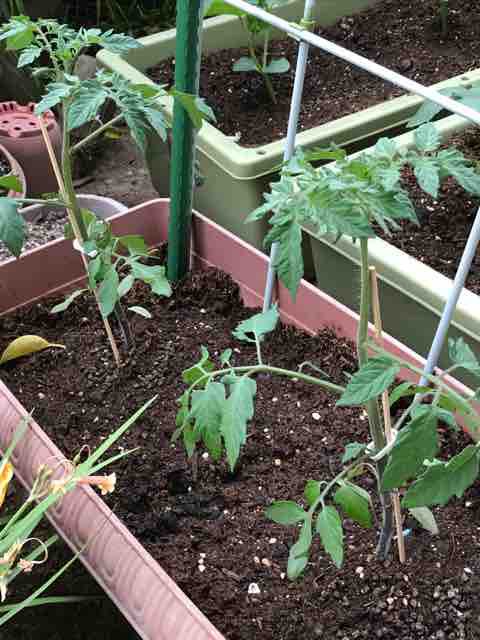 トマト きゅうり オクラの苗を植える プランター栽培 気ままにblog