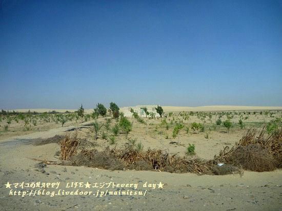 エジプトの砂漠 マイコのhappy Life エジプトevery Day