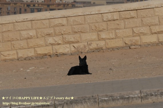 ◇ギザのピラミッド群とスフィンクス◇ : ☆マイコのHAPPY LIFE 