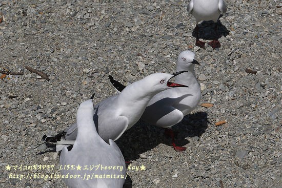Fergburger ワカティプ湖での悲劇 マイコのhappy Life エジプトevery Day