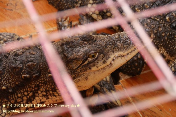 ヌビア村でヘナタトゥー マイコのhappy Life エジプトevery Day