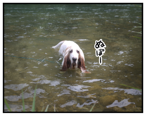 実家 こまさん初めての川遊びへ 犬写真多 いもとくまの365日 ぐうたら妻と生真面目夫の呑気な日常
