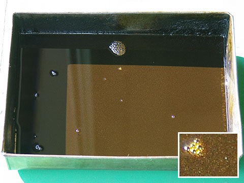 初めてのオイル交換 毎日乗用