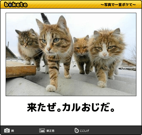 悲報 猫に熱湯かけたりバーナーで焼いて虐めてたカルおじ 動物愛護に虐められる マジキチ速報