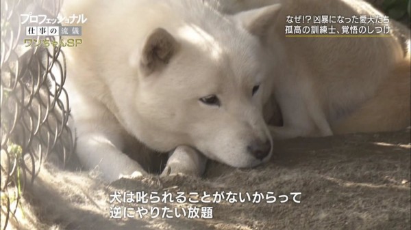 ドッグトレーナー 犬に暴力を振るう訓練士を見て感動する人が多いのが恐ろしい 愕然とします マジキチ速報