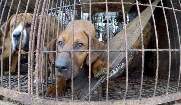 海外の反応 犬肉を食べる人とデートする 韓国で深まる分断に海外興味津々 海外ピーポー