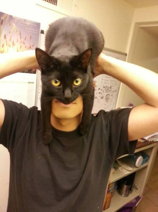 速報 黒猫飼うとバットマンのコスプレができるんだって Flashtweetnews