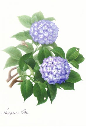6月 あじさいにカタツムリ Post Card 牧野すぐり Makino Suguri Botanical Art Illustration