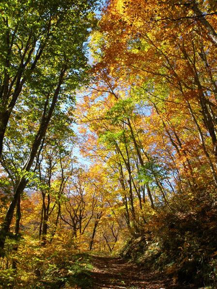 中山峠の大空滝 紅葉が見頃を迎えています 牧野林 Makinobayashi