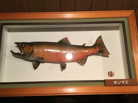 レイクトラウトの剥製 作品紹介】サクラマス、ニジマス、ブラウントラウト剥製: 剥製屋