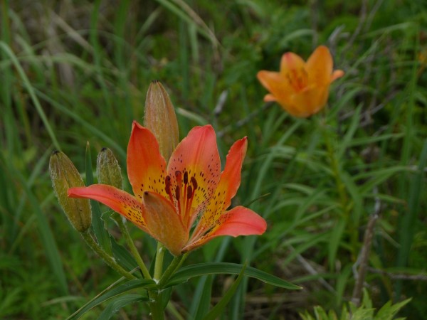 北海道ひとり旅 道東の旅 以久料原生花園 海岸線に咲き乱れる花の情景 北海道ひとり旅 憧れの大地へ 旅のブログ