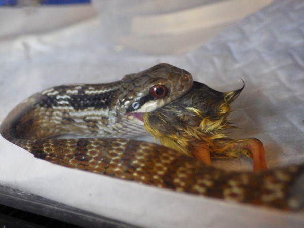 北方滑羅 蛇の目 蛇の道 Janome Janomichi