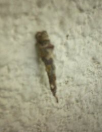 みのむしの季節 ままちゃりおんなの暴走