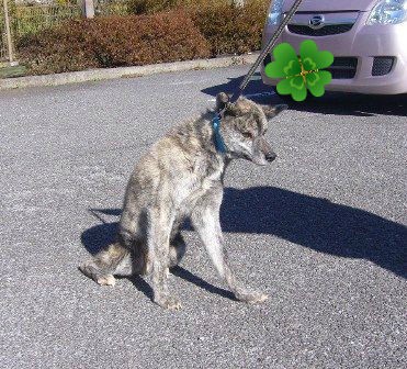 富士市 甲斐犬風雑種 命救って下さい おねがいpurueと すきすきpaulieと Monicaだもんっ