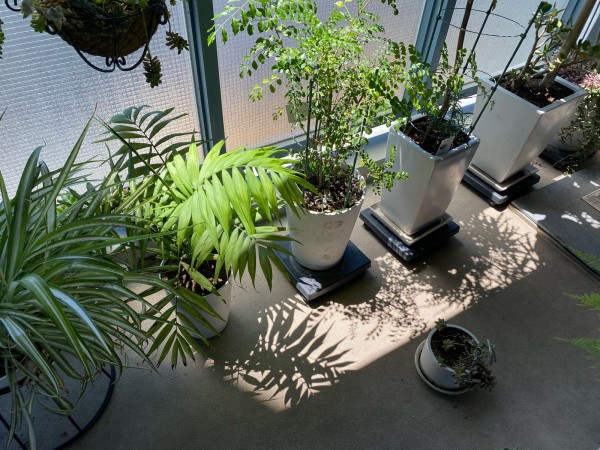 コーヒーかすの再活用で肥料や虫よけになるか 途中報告 その1 と コーヒーの新しい楽しみ方 まめ S Home Powered By ライブドアブログ