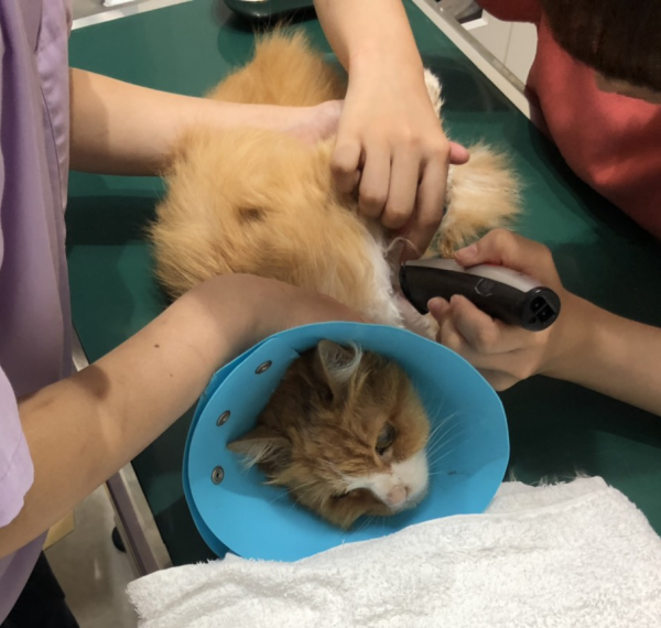 まめネタ まめこが拾った片目猫シンバの話 まめつぶメモ Powered By ライブドアブログ