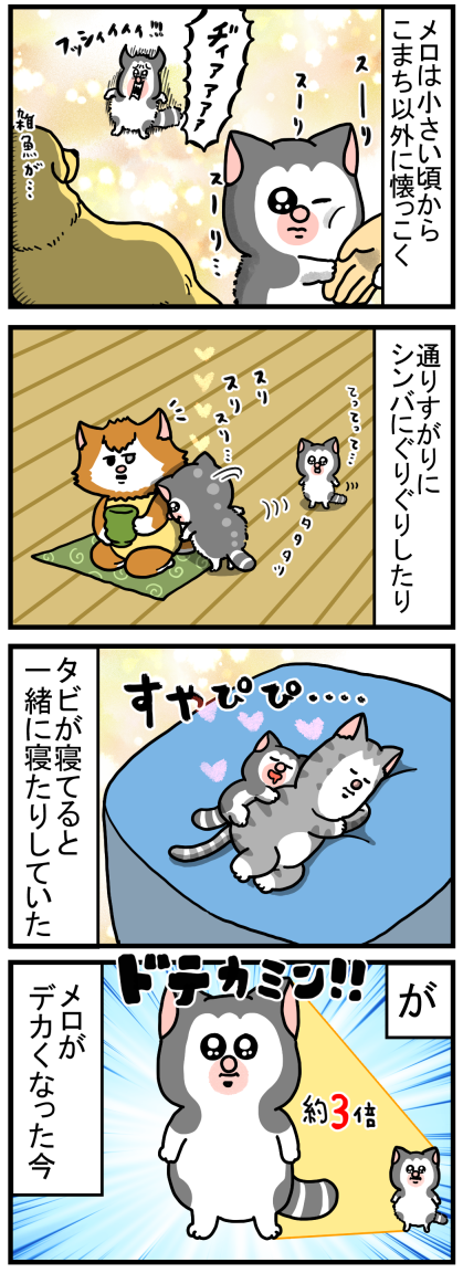 自分を赤ちゃんだと思い込む屈強な猫 : まめきちまめこニートの日常