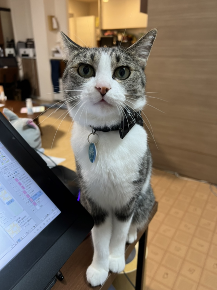 吐いた位置のそばで片づけられるまで待ってる猫 : まめきちまめこ