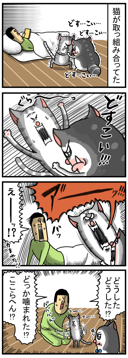 叫ぶことで危険を回避する猫 : まめきちまめこニートの日常 Powered by