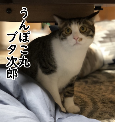 誰の名を呼んでもかけつける猫 まめきちまめこニートの日常 Powered By ライブドアブログ