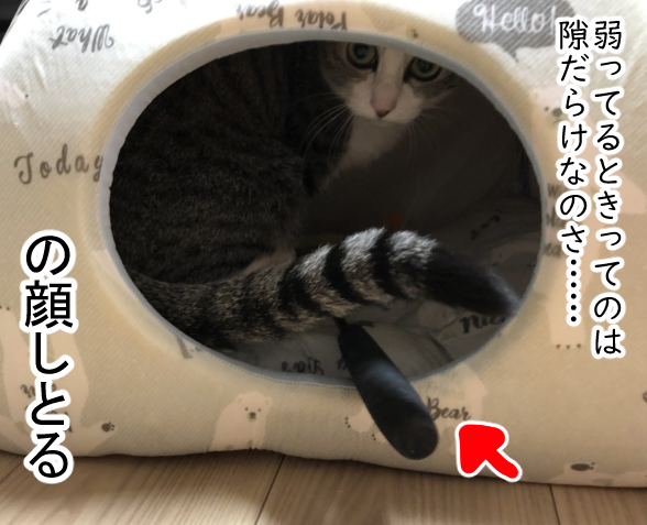 犬の注意がそれるタイミングを完璧に把握している猫 まめきちまめこニートの日常 Powered By ライブドアブログ