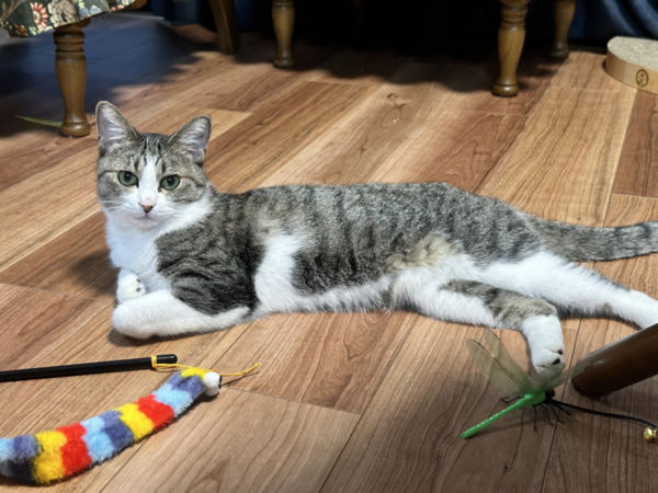 嫌がらせのためには痛みにも耐える猫 : まめきちまめこニートの 嫌がらせのためには痛みにも耐える猫 : まめきちまめこニートの