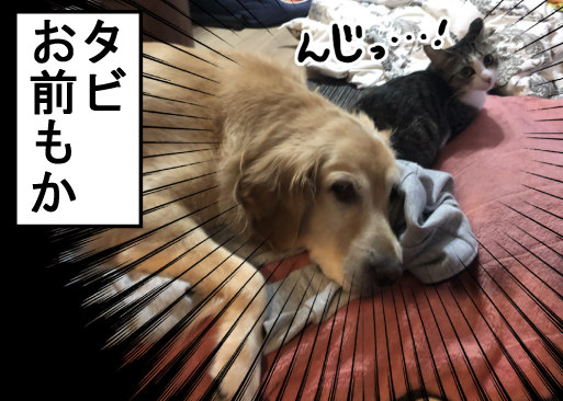 飼い主を蹴落としてでも暖かい場所で寝たい犬 まめきちまめこニートの日常 Powered By ライブドアブログ