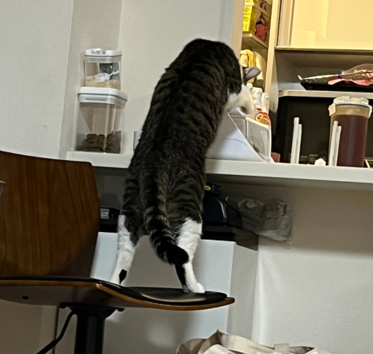 店員さん呼ぶベルみたいに使われてるエサ入れ機 : まめきちまめこ