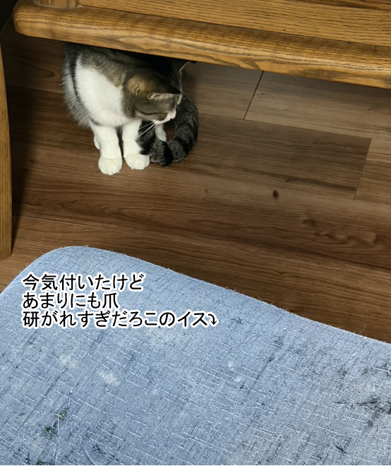 ずっと私の相棒 : まめきちまめこニートの日常 Powered by ライブドア
