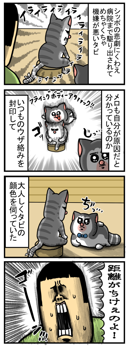許すかずっと付きまとわれるかの2択を迫られる猫 : まめきちまめ