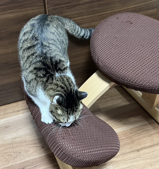まめこ 姉が買った高級なおイス : まめきちまめこニートの日常 Powered
