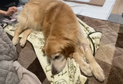 姉吉が書いたやつ めっちゃながい報告書 まめきちまめこニートの日常 Powered By ライブドアブログ