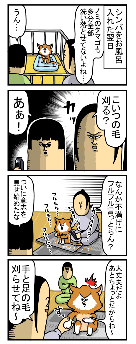 現状に不満を抱き始めた引きこもり猫 : まめきちまめこニートの