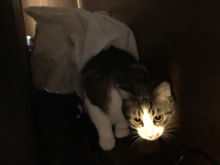 猫の心霊体験あるある ビニール袋の背後霊 まめきちまめこニートの日常 Powered By ライブドアブログ 猫の心霊体験あるある ビニール袋の背後霊 まめきちまめこニートの日常 Powered By ライブドアブログ