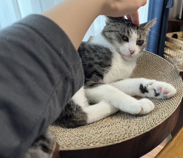 下剋上問題につき別居した猫たち3 : まめきちまめこニートの 下剋上問題につき別居した猫たち3 : まめきちまめこニートの