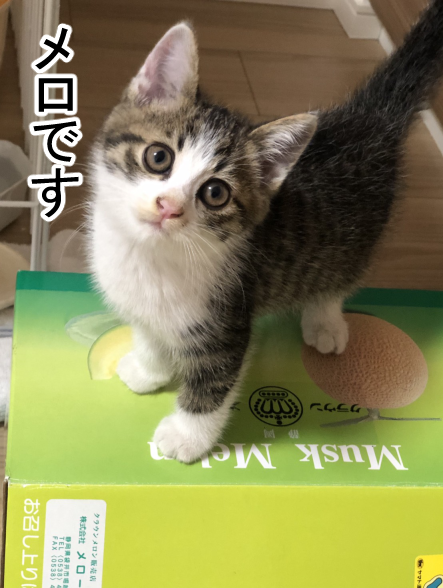 初めて姉に「センスいいじゃん」って言われる名前を猫に付けたよ 