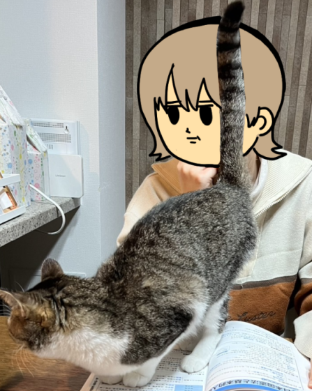 Amazon.co.jp: まめきちまめこニートの日常 スヤスヤZzzこっと