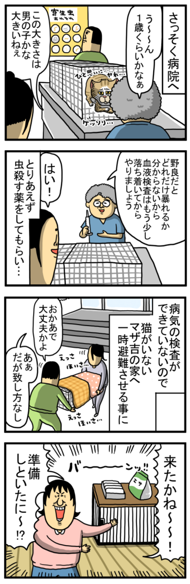 謎の猫4】全てを受け入れる姿勢 : まめきちまめこニートの日常