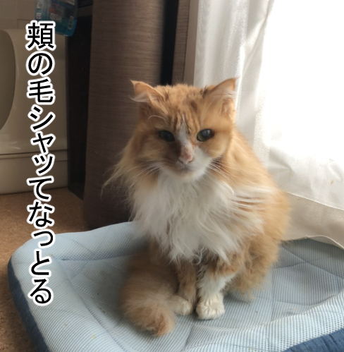 拾い猫シンバはノルウェージャンだと気づいた結果 まめきちまめこニートの日常 Powered By ライブドアブログ