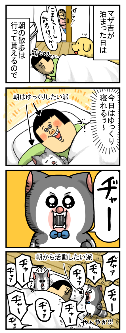 猫のくせに朝から活発な奴 : まめきちまめこニートの日常 Powered by